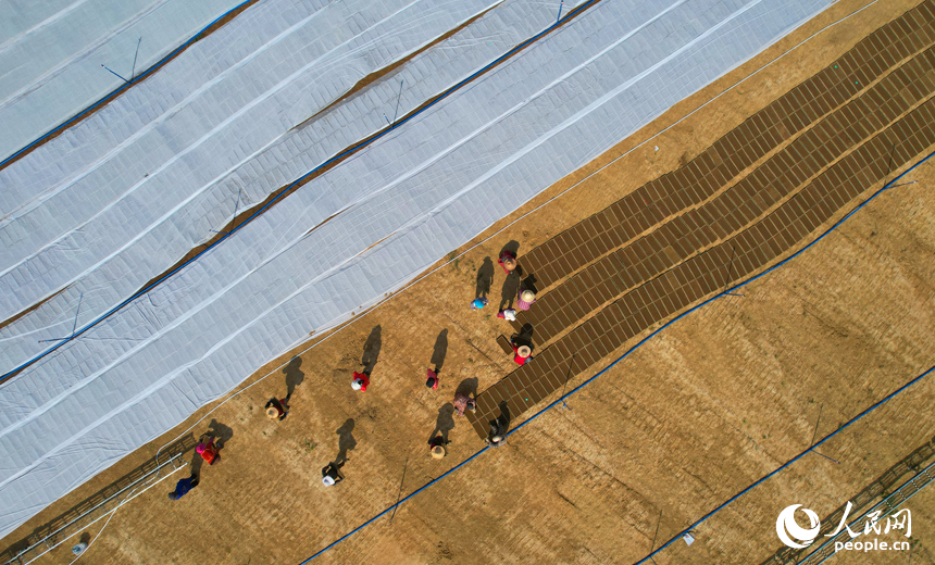 工人在秧田勞作。人民網記者 毛思遠攝