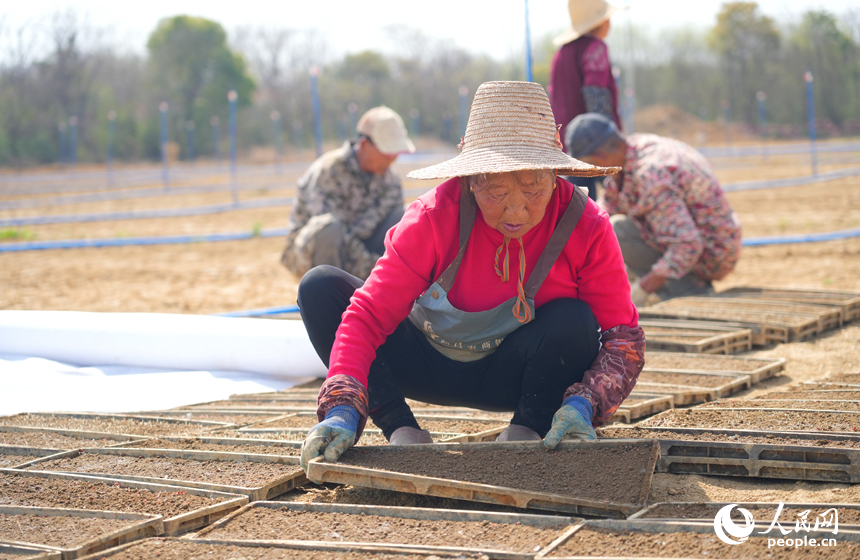 工人將傳送到田間的秧盤擺放整齊。人民網記者 毛思遠攝