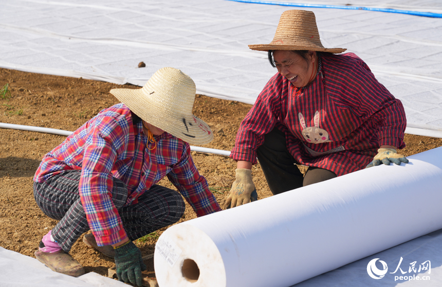 工人給秧苗覆蓋無紡布，保持秧苗濕度，減少外界不利因素對秧苗生長的影響。人民網記者 毛思遠攝