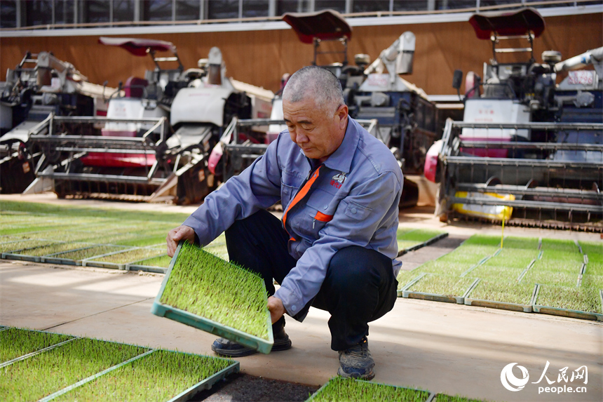 安義縣的綠能農業公司育秧中心大棚內，農技人員密切關注秧苗長勢。人民網記者 時雨攝