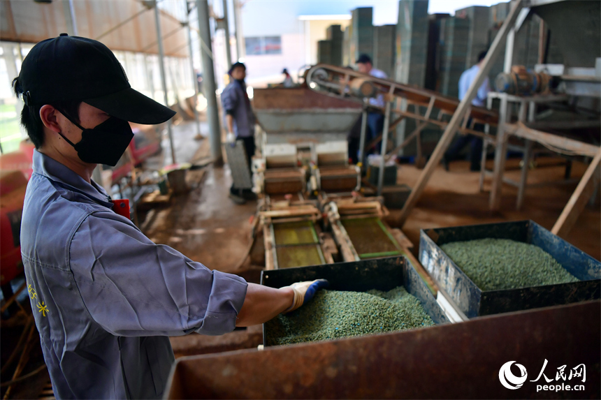 安義縣的綠能農業公司育秧中心內，農技人員將稻種灌入秧盤播種機內。人民網記者 時雨攝