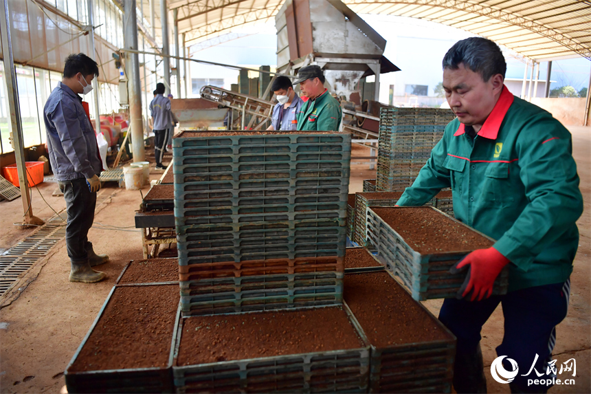 安義縣的綠能農業公司育秧中心內，農技人員將播好種的秧盤碼放整齊準備放進催芽暗化室催芽。人民網記者 時雨攝