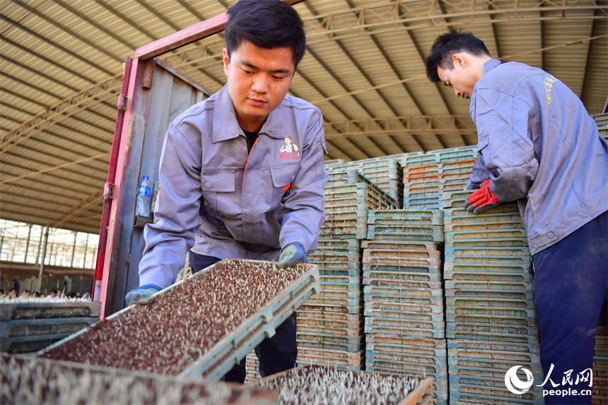 安義縣的綠能農業公司育秧中心內，農技人員將已出芽的秧盤裝車運往流轉的基地。人民網記者 時雨攝