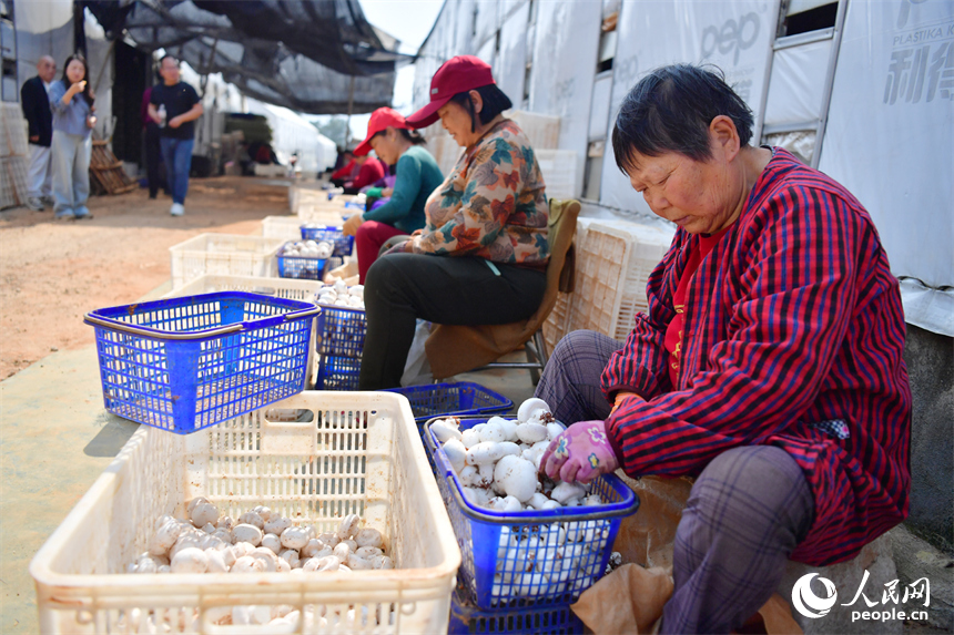 村民們對蘑菇進行初步加工。人民網記者 時雨攝