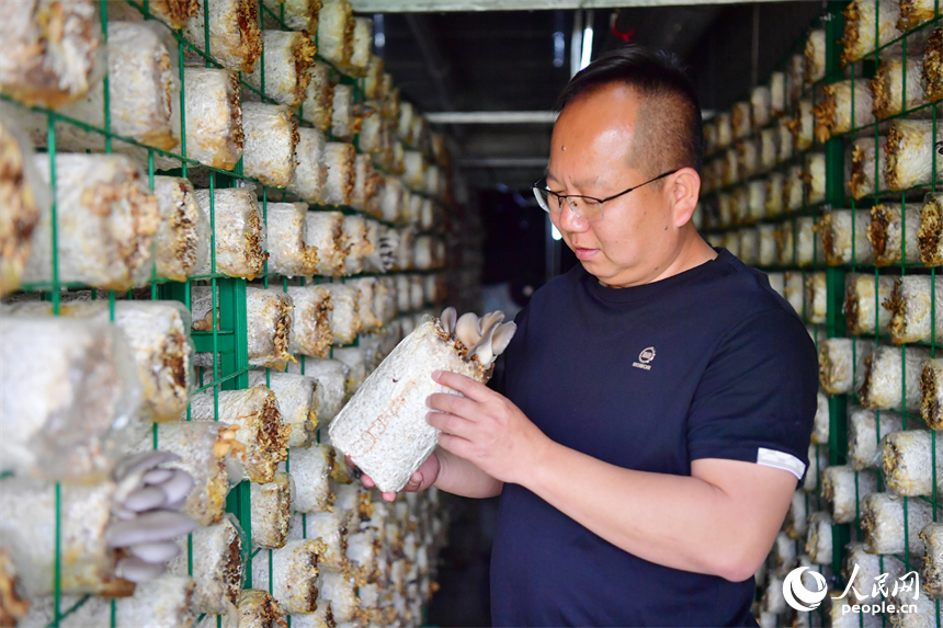 基地農技人員在新建設的種菇智慧倉內查看蘑菇長勢。人民網記者 時雨攝