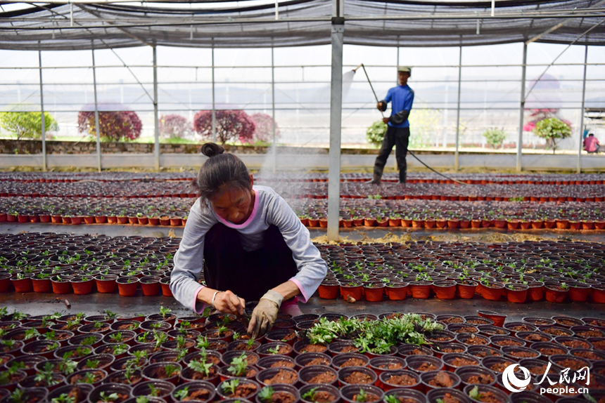 花卉基地里，務工的村民搶抓時節栽種花苗，力爭在五一假期供應市場。人民網記者 時雨攝