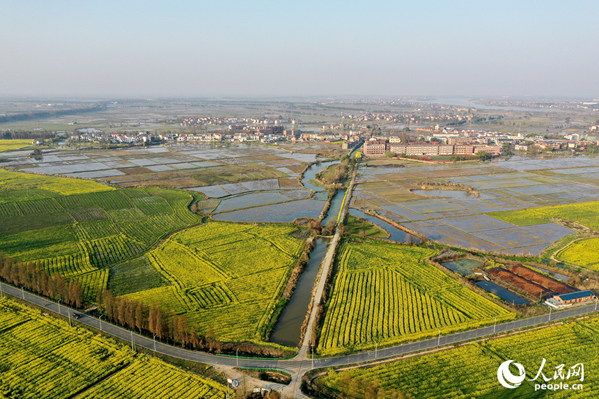 金色花海與蓄水的稻田交相輝映，勾勒出一幅生機勃勃的春耕畫卷。人民網記者 時雨攝