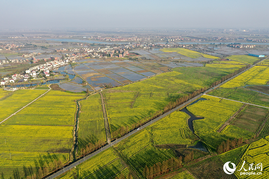 金色花海與蓄水的稻田交相輝映，勾勒出一幅生機勃勃的春耕畫卷。人民網記者 時雨攝