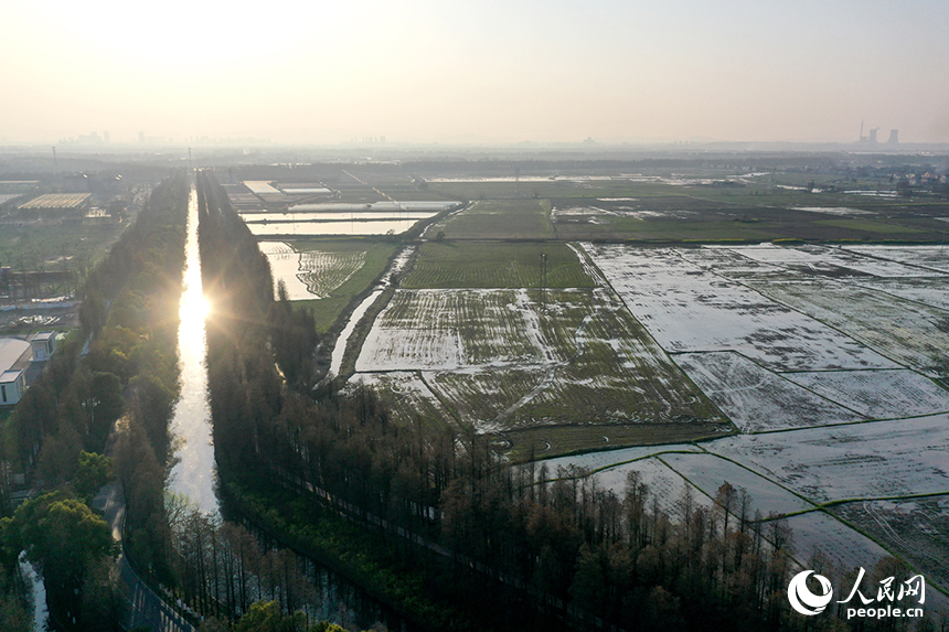 一片片蓄水的稻田在陽光映照下波光漣漪，勾勒出一幅生機勃勃的春耕畫卷。人民網記者 時雨攝