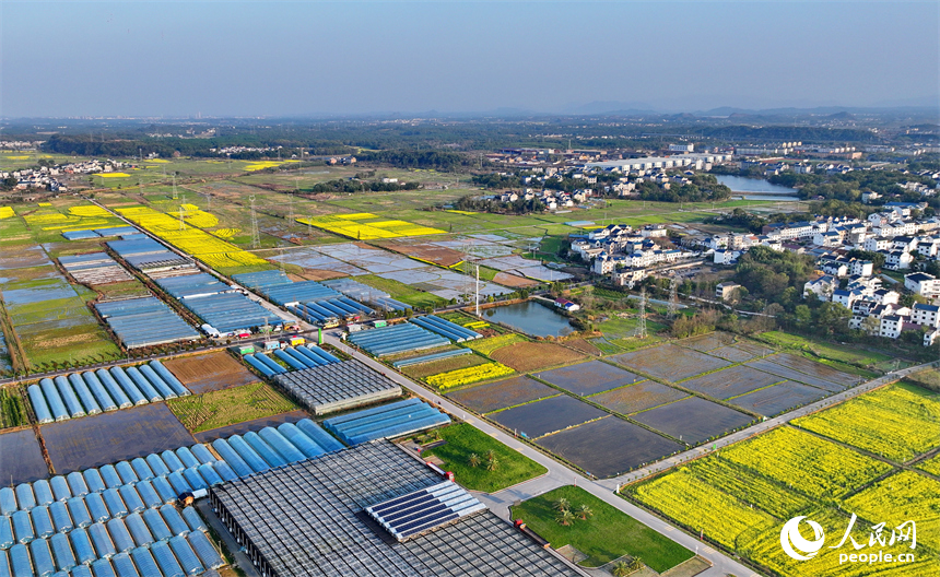 上饒市弋陽縣葛溪鄉繆家村，鱗次櫛比的蔬菜大棚與色彩斑斕的農田相映成景。人民網 朱海鵬攝