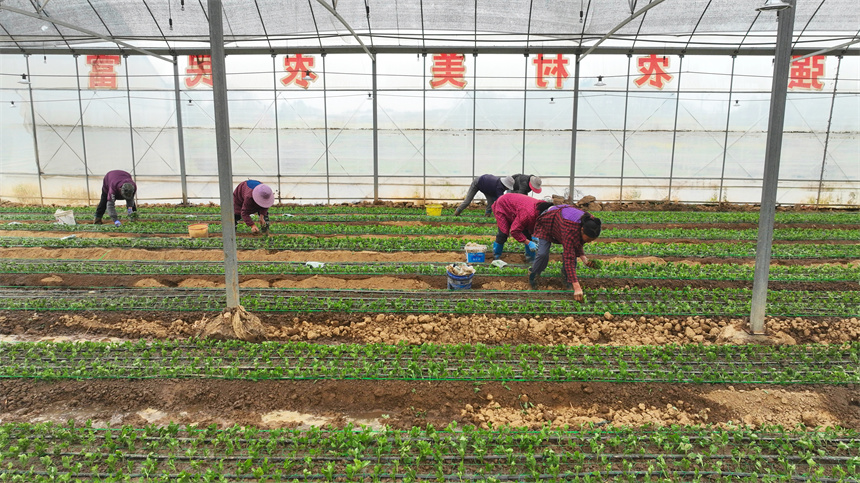 村民正在栽種菊苗。劉可攝