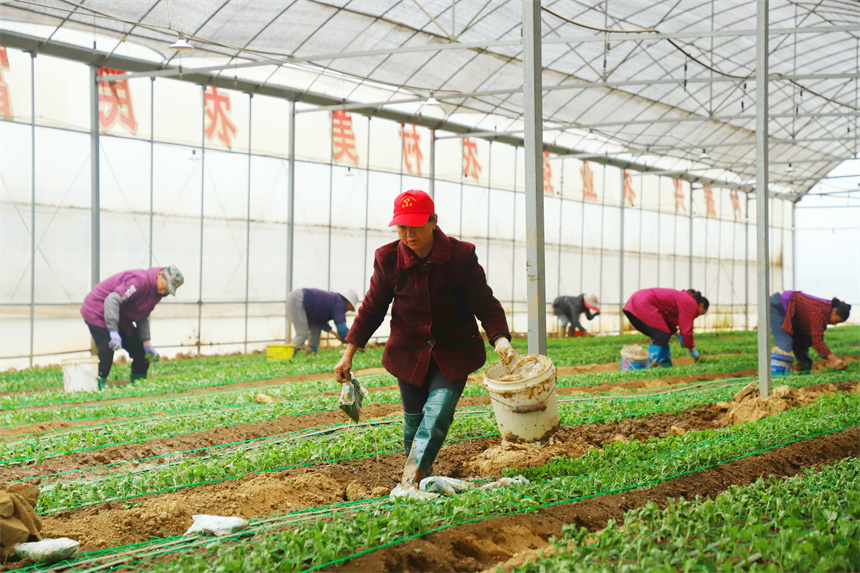 村民正在栽種菊苗。劉可攝