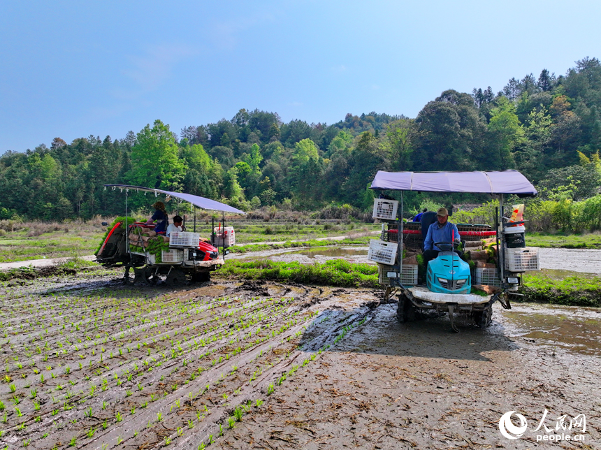 贛州市全南縣龍源壩鎮寨下村，農機手駕駛中小型插秧機在山區小田塊插秧。人民網 朱海鵬攝