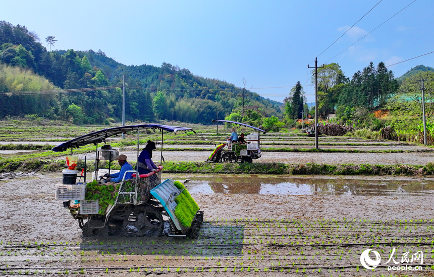 贛州市全南縣龍源壩鎮寨下村，農機手駕駛中小型插秧機在山區小田塊插秧。人民網 朱海鵬攝