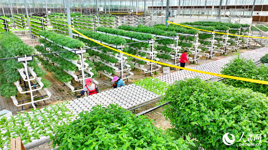 贛州市全南縣城廂鎮鎮仔村的一家現代農業示范園內，村民在管護打理立體種植架上的水培蔬菜。人民網 朱海鵬攝
