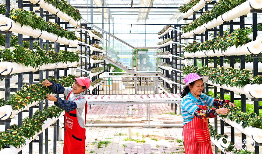 贛州市全南縣城廂鎮鎮仔村的一家現代農業示范園內，村民在管護打理立體種植架上的水培蔬菜。人民網 朱海鵬攝