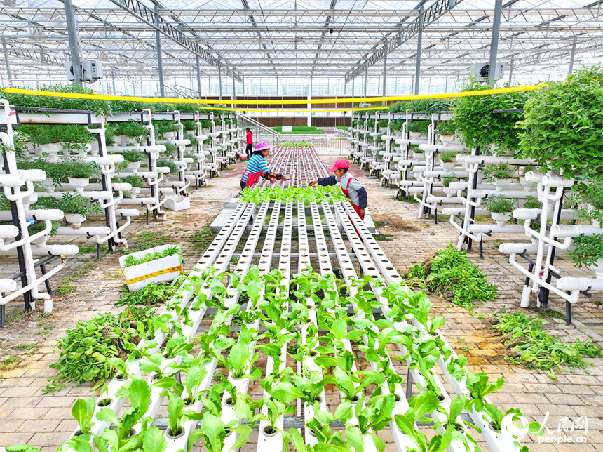 贛州市全南縣城廂鎮鎮仔村的一家現代農業示范園內，村民在管護打理立體種植架上的水培蔬菜。人民網 朱海鵬攝