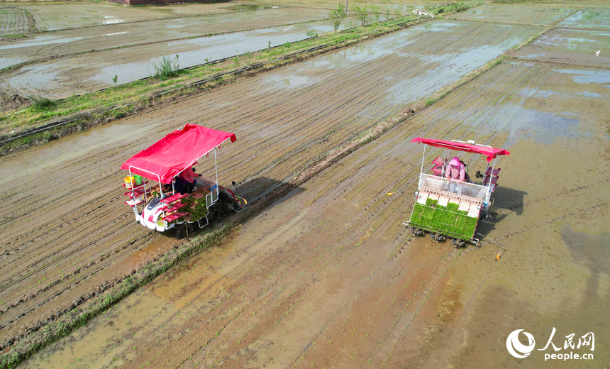 4月14日，南昌縣涇口鄉大沙村，農戶駕駛插秧機在田間來回穿梭，栽插早稻秧苗。人民網記者 毛思遠攝