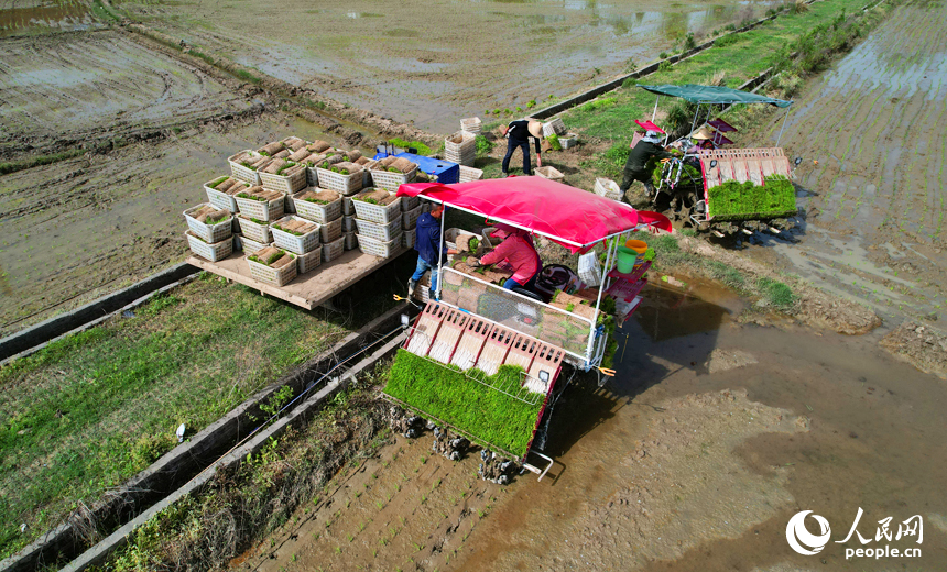 運輸車將一捆捆秧苗運到田間地頭。人民網記者 毛思遠攝