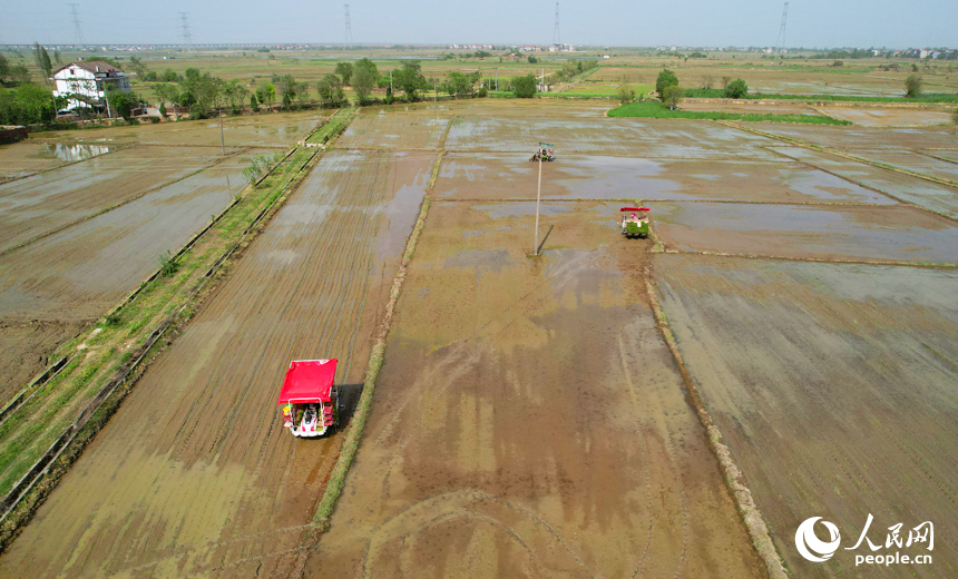 插秧機在田間來回穿梭，栽插早稻秧苗。人民網記者 毛思遠攝
