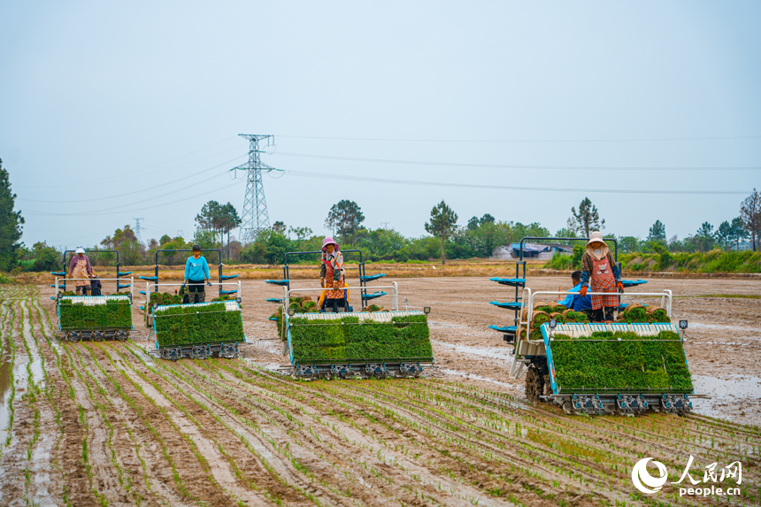 農耕機正在進行機插秧作業 。人民網 涂詩軒攝