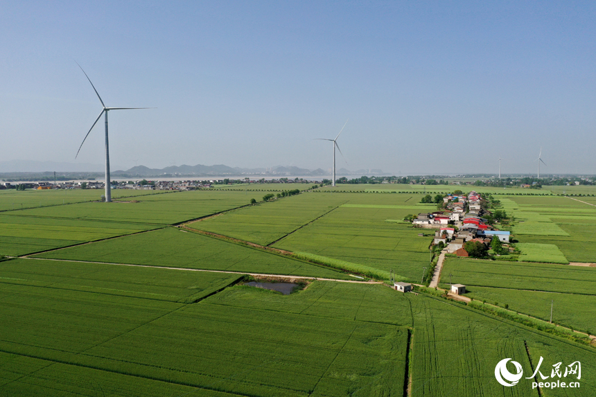 彭澤縣棉船鎮5萬余畝小麥與風力發電機相映成景，勾勒出一幅生態畫卷。人民網記者 時雨攝