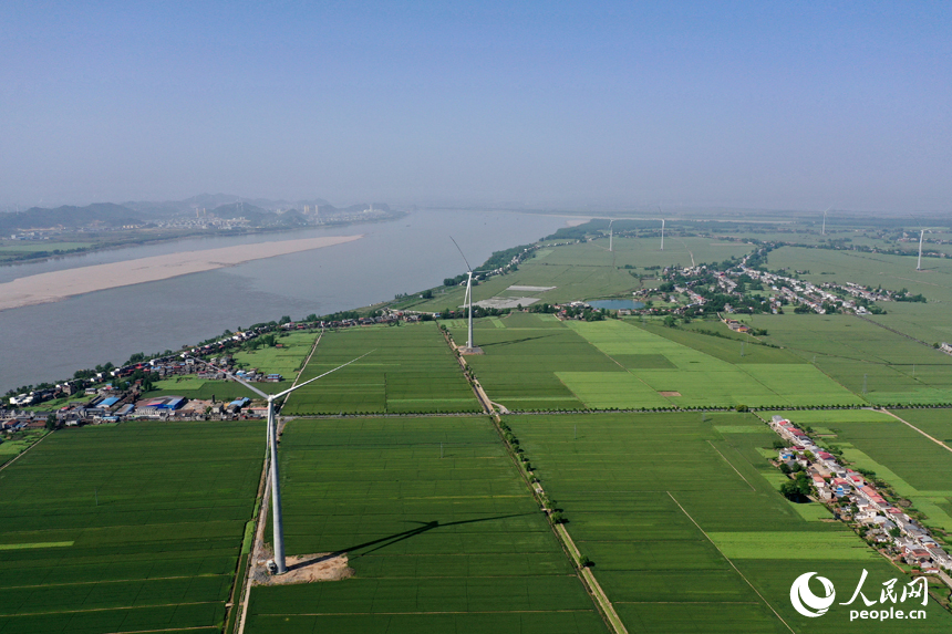 彭澤縣棉船鎮5萬余畝小麥與風力發電機相映成景，勾勒出一幅生態畫卷。人民網記者 時雨攝