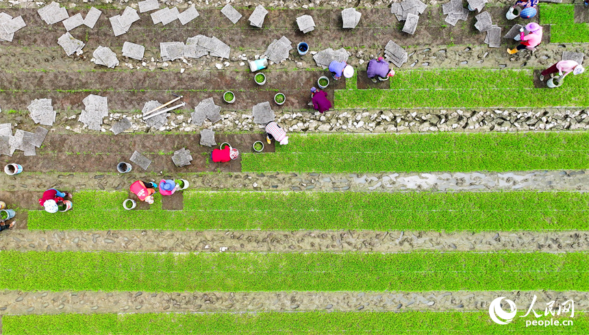贛州市全南縣龍源壩鎮鎮頭村，村民在高標準農田集中育秧點起秧，為下一步插秧、拋秧做準備。人民網 朱海鵬攝