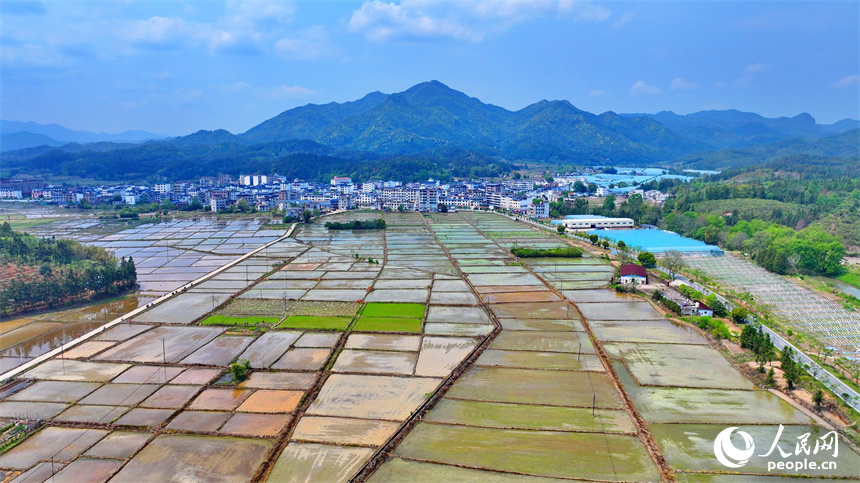 贛州市全南縣龍源壩鎮鎮頭村，連片的高標準農田蔚為壯觀。人民網 朱海鵬攝