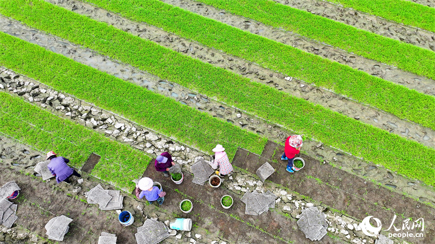 贛州市全南縣龍源壩鎮鎮頭村，村民在高標準農田集中育秧點起秧，為下一步插秧、拋秧做準備。人民網 朱海鵬攝