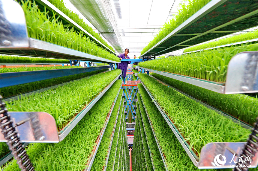 廣昌縣甘竹鎮農事服務中心智能育秧大棚里，工人在管護水稻秧苗，察看長勢情況。人民網 朱海鵬攝