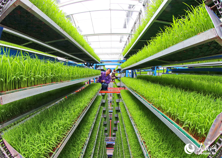 廣昌縣甘竹鎮農事服務中心智能育秧大棚里，工人在管護水稻秧苗，察看長勢情況。人民網 朱海鵬攝
