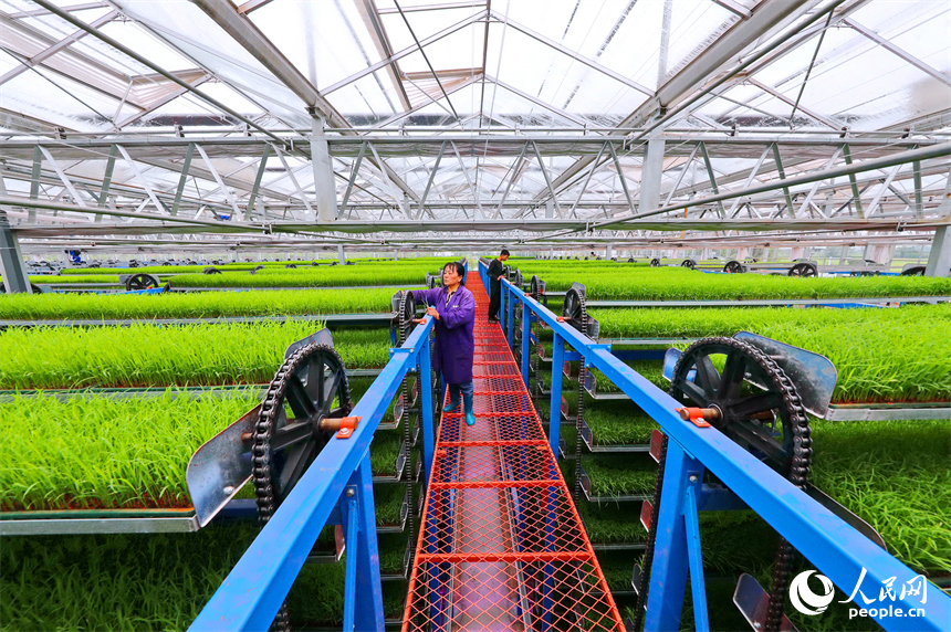 廣昌縣甘竹鎮農事服務中心智能育秧大棚里，工人在管護水稻秧苗，察看長勢情況。人民網 朱海鵬攝