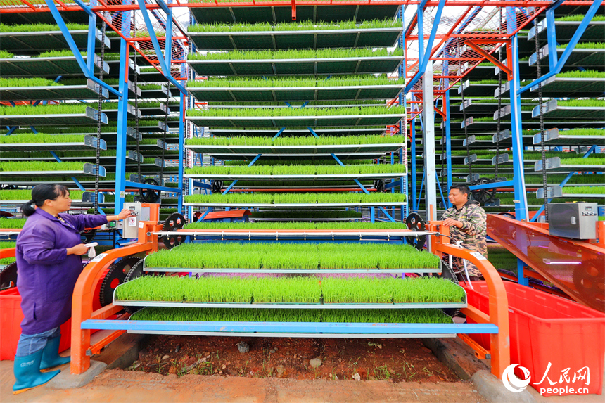 廣昌縣甘竹鎮農事服務中心智能育秧大棚里，工人在管護水稻秧苗，察看長勢情況。人民網 朱海鵬攝