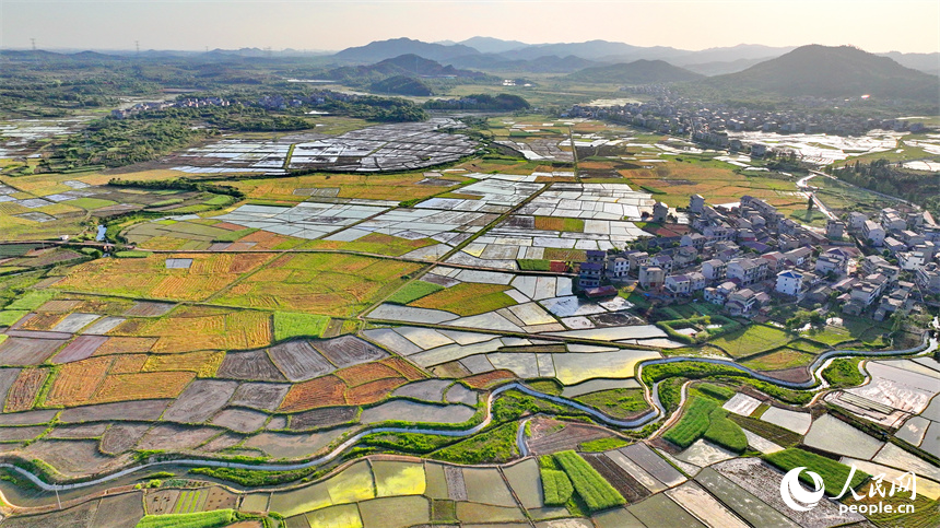 豐城市隍城鎮青山村一帶，灌溉打漿后的農田與蜿蜒灌渠、鄉村民宅、田間小路交織相襯，美不勝收。人民網 朱海鵬攝