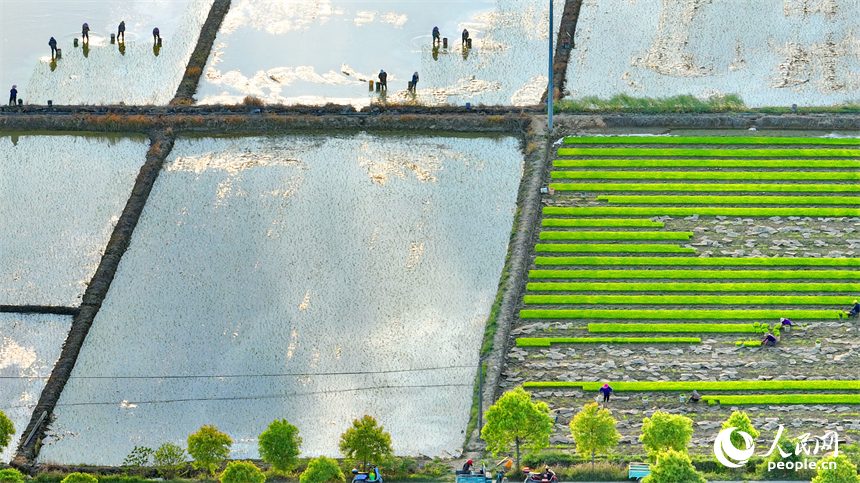 豐城市董家鎮大塘村，村民在田間忙碌。人民網 朱海鵬攝