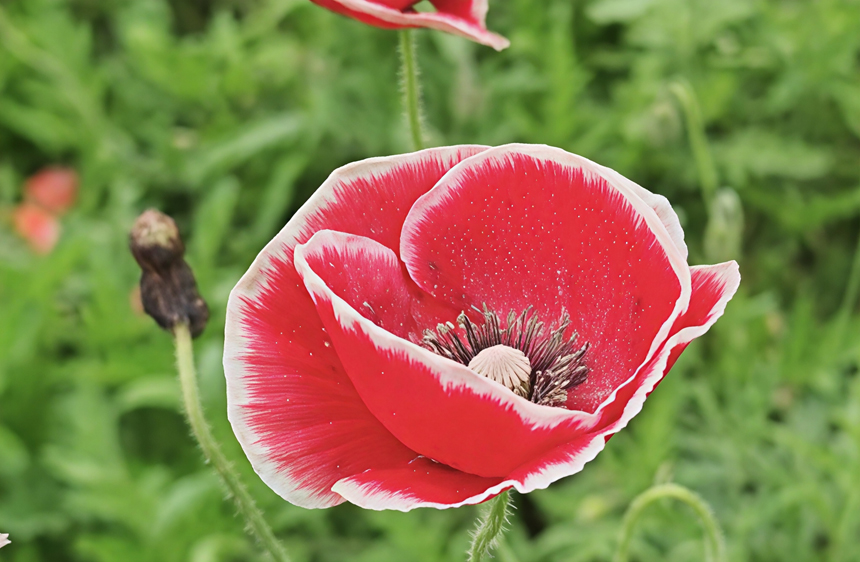 鳳凰溝五十多畝虞美人進入初花期。虞亮亮攝