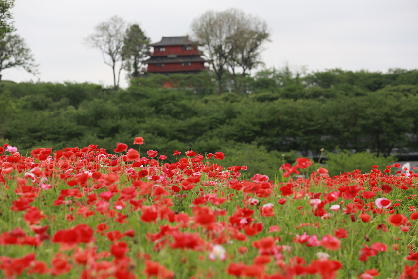 鳳凰溝五十多畝虞美人進入初花期。虞亮亮攝