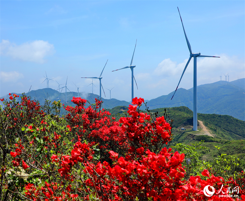 贛州市石城縣八卦腦景區，迎風旋轉的風力發電機與杜鵑花、云海、群山交相輝映。人民網 朱海鵬攝