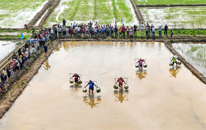 在江西省豐城市白土鎮范坊村，參賽選手在田間趣味運動會現場進行運秧比賽。周亮攝