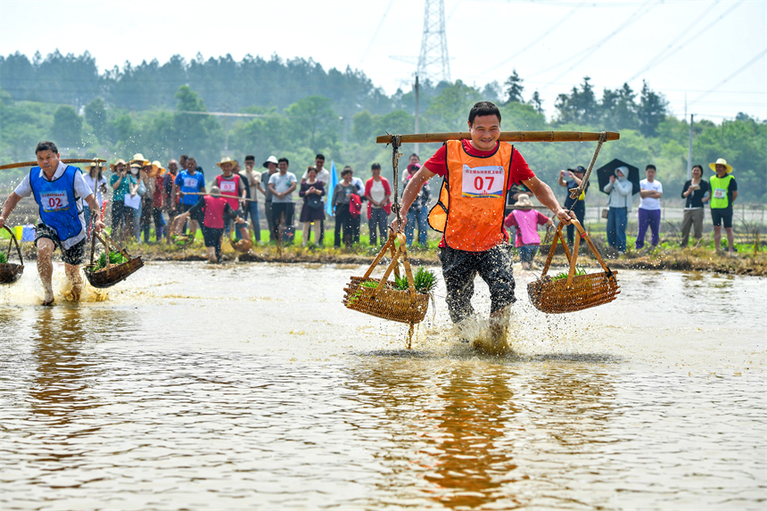 在江西省豐城市白土鎮范坊村，參賽選手在田間趣味運動會現場進行運秧比賽。周亮攝