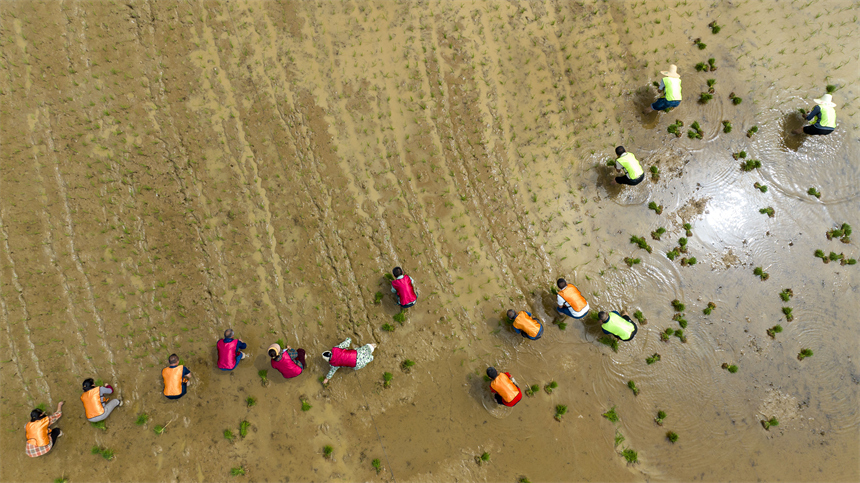 在江西省豐城市白土鎮范坊村，參賽選手在田間趣味運動會現場進行插秧比賽。周亮攝