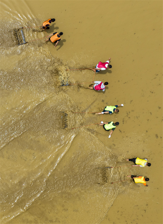在江西省豐城市白土鎮范坊村，參賽選手在田間趣味運動會現場進行犁田比賽。周亮攝