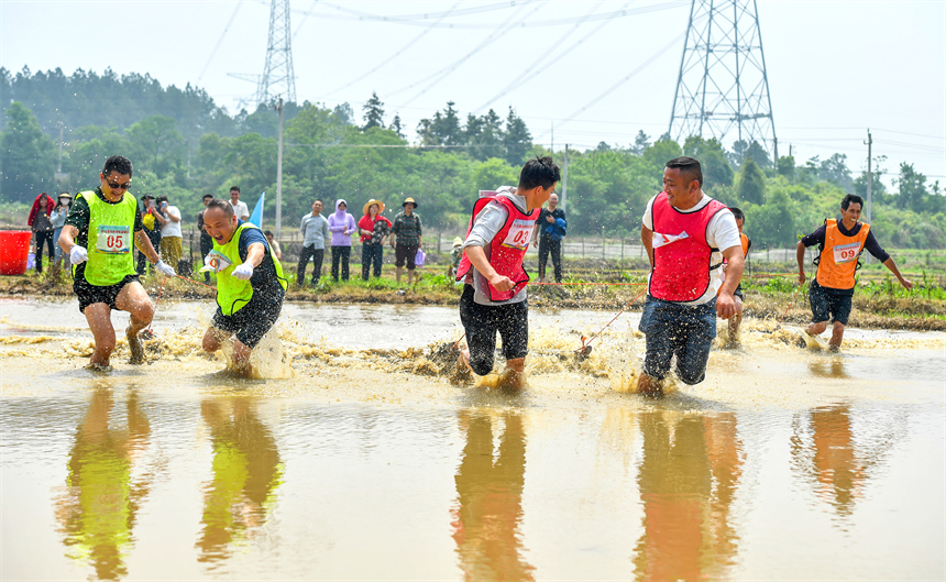 在江西省豐城市白土鎮范坊村，參賽選手在田間趣味運動會現場進行犁田比賽。周亮攝