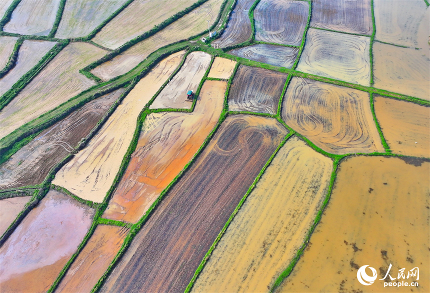 豐城市同田鄉長塘村，農民駕駛農機翻耕農田，成群鷺鳥在周邊嬉戲、覓食。人民網 朱海鵬攝