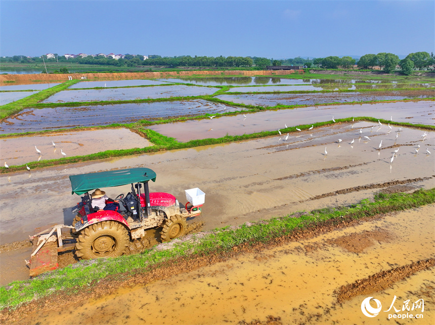 豐城市同田鄉長塘村，農民駕駛農機翻耕農田，成群鷺鳥在周邊嬉戲、覓食。人民網 朱海鵬攝