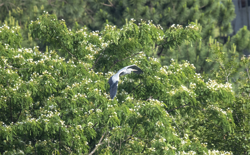 成群結對的白鷺、蒼鷺等鳥類集結在這里棲息、繁衍。