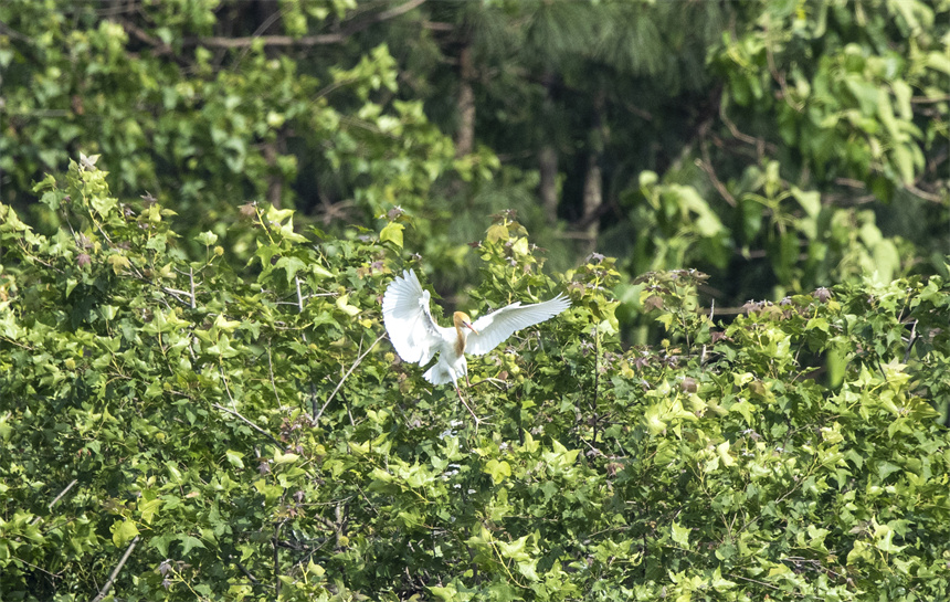 成群結對的白鷺、蒼鷺等鳥類集結在這里棲息、繁衍。