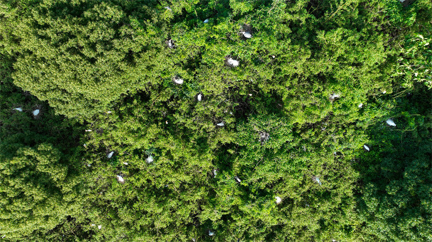 成群結對的白鷺、蒼鷺等鳥類集結在這里棲息、繁衍。