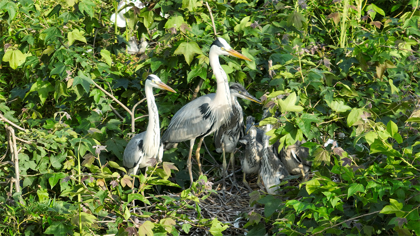 成群結對的白鷺、蒼鷺等鳥類集結在這里棲息、繁衍。